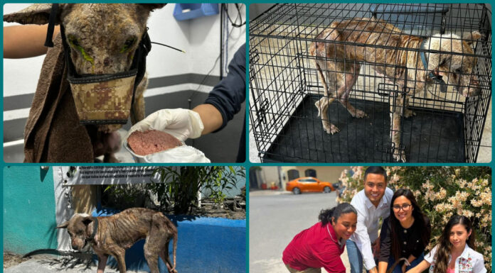 Rescatan a perro en condiciones críticas en Matamoros; ya fue adoptado y evoluciona favorablemente
