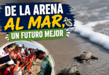 Niñas y niños de Güémez liberan crías de tortuga lora en La Pesca y fortalecen la cultura ambiental