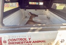 Resguarda Gobierno de Carlos Peña Ortiz venada rescatada en la colonia Loma Real