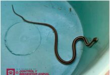 Atendió Control y Bienestar Animal reporte de serpiente en Jardines de Loma Real