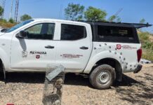 Libera Gobierno de Reynosa a mapache en su hábitat