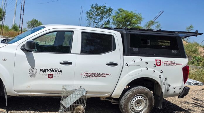 Libera Gobierno de Reynosa a mapache en su hábitat