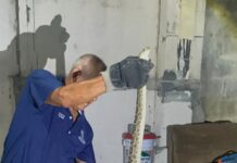 Advierte Gobierno de Reynosa mayor presencia de víboras en áreas habitacionales