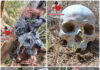 Localizan restos humanos y una fosa clandestina en Miguel Alemán