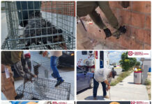 Gobierno de Reynosa protege a la fauna con rescates de cachorro y tlacuaches