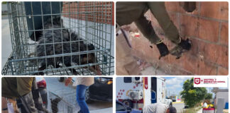 Gobierno de Reynosa protege a la fauna con rescates de cachorro y tlacuaches