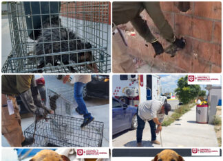 Gobierno de Reynosa protege a la fauna con rescates de cachorro y tlacuaches