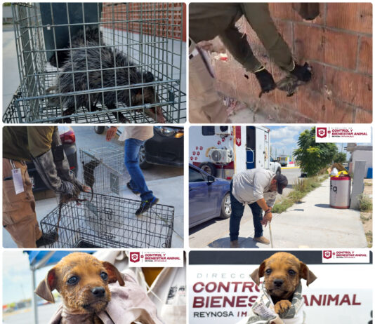 Gobierno de Reynosa protege a la fauna con rescates de cachorro y tlacuaches