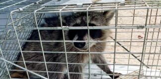 Libera Dirección de Bienestar Animal mapache en su hábitat natural