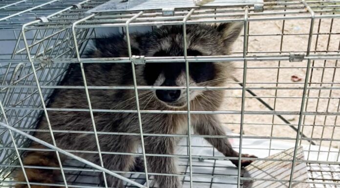 Libera Dirección de Bienestar Animal mapache en su hábitat natural