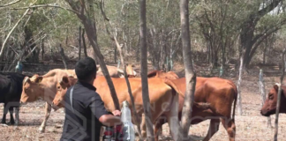 Gusano barrenador repunta en Tamaulipas; lluvias elevan a 57 los casos activos