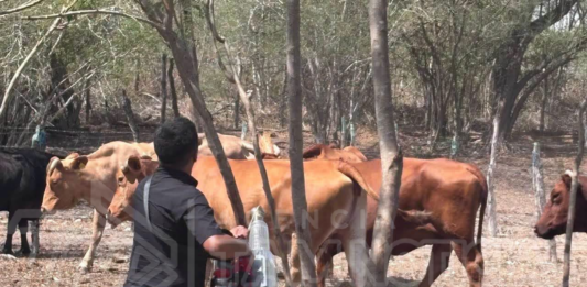 Gusano barrenador repunta en Tamaulipas; lluvias elevan a 57 los casos activos
